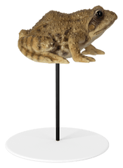 Vivid Arts Indoor & Outdoor Ornaments Vivid Arts Plant Pal Frog