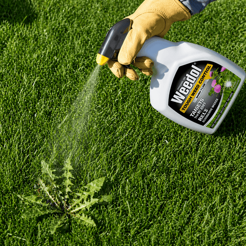 Weedol Weed Control Weedol Tough Weedkiller RTU 1L