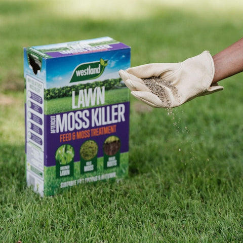 Westland Horticulture Lawn Moss Remover Westland Aftercut Moss Killer 80m² Box