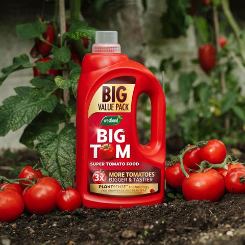 Westland Horticulture Tomato Food Westland Big Tom Super Tomato Food 1L + 25% extra free
