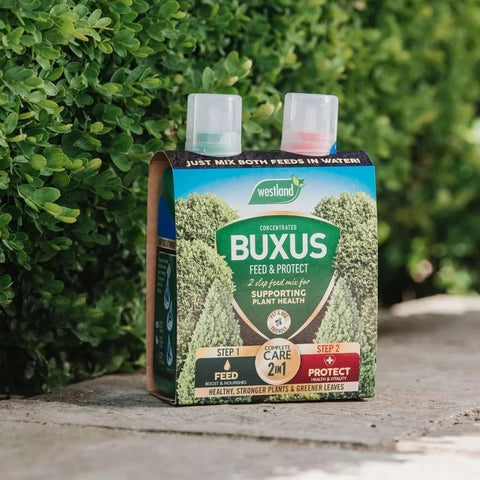 Westland Horticulture Buxus Feed Westland Buxus 2 in 1 Feed & Protect 2 x 500ml