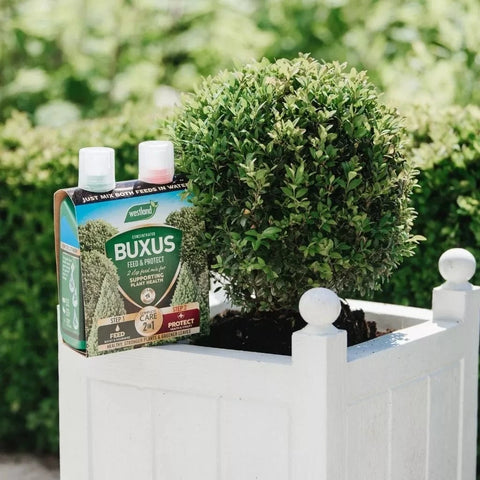Westland Horticulture Buxus Feed Westland Buxus 2 in 1 Feed & Protect 2 x 500ml