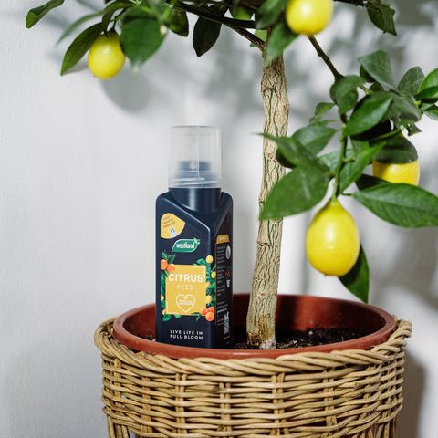 Westland Horticulture Citrus Feed Westland Citrus Feed Concentrate 200ml