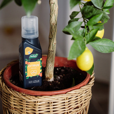 Westland Horticulture Citrus Feed Westland Citrus Feed Concentrate 200ml