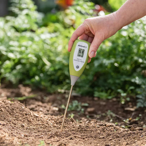 Westland Digital Moisture Meter — testing soil moisture in a potted houseplant