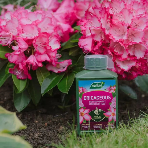 Westland Horticulture Ericaceous Feed Westland Ericaceous High Performance Liquid Plant Food 1L