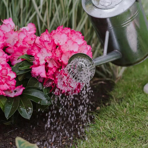 Westland Horticulture Ericaceous Feed Westland Ericaceous High Performance Liquid Plant Food 1L