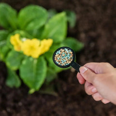Westland Horticulture Garden Plant Feeds Westland Gro-Sure All-Purpose Slow Release Plant Food 2kg
