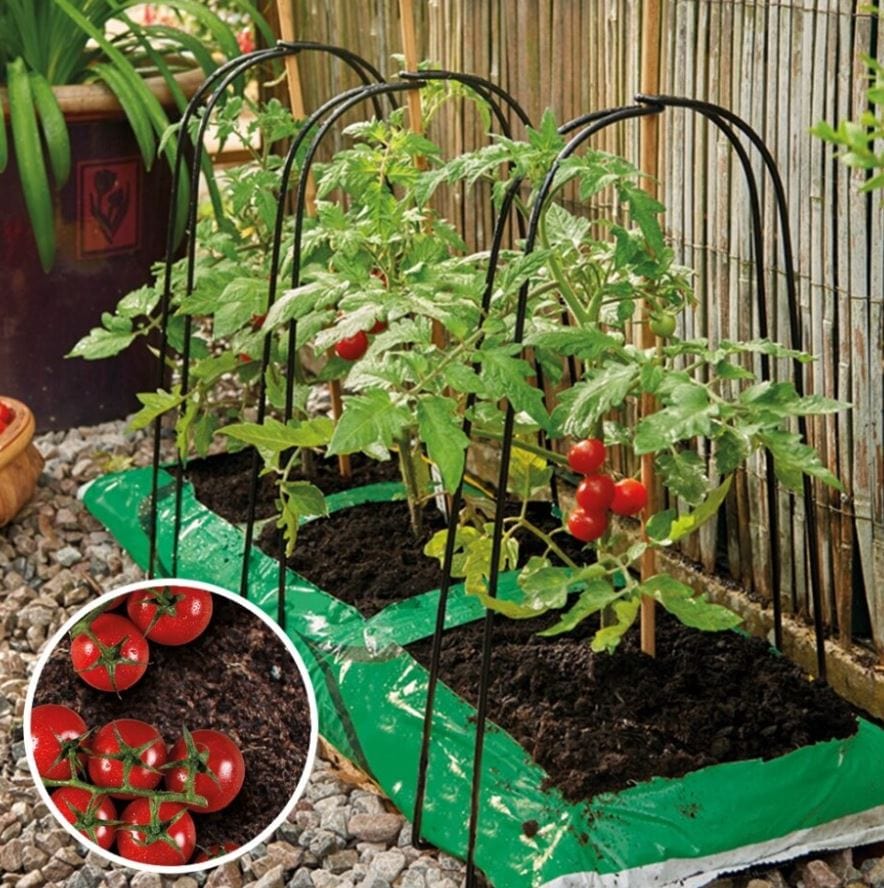 Westland Horticulture plant support Westland Grow it Cane Support Frame 3pk