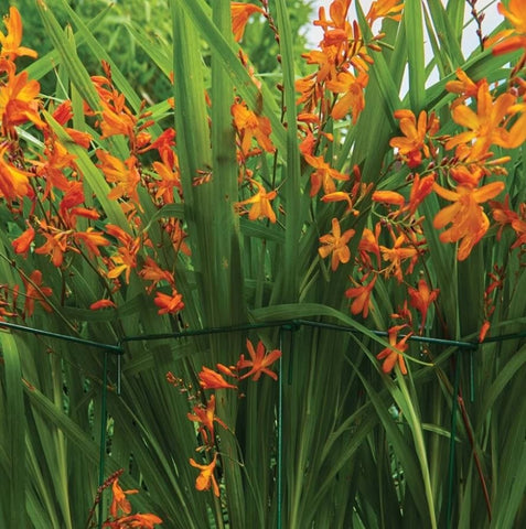 Westland Horticulture plant support Westland Grow It Plant Link Support - 61cm, 6pk