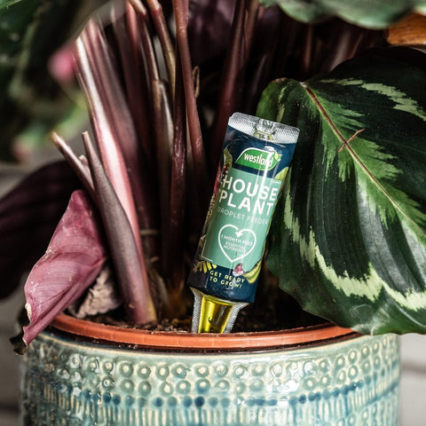 Westland Horticulture Houseplant Feeds Westland Houseplant Droplet Feeder