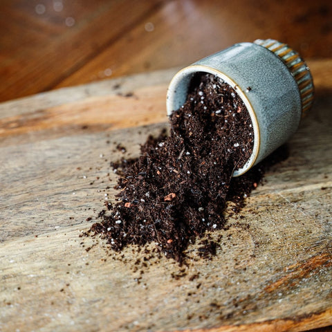 Westland Horticulture Houseplant Potting Mix Westland Houseplant Potting Mix 4L