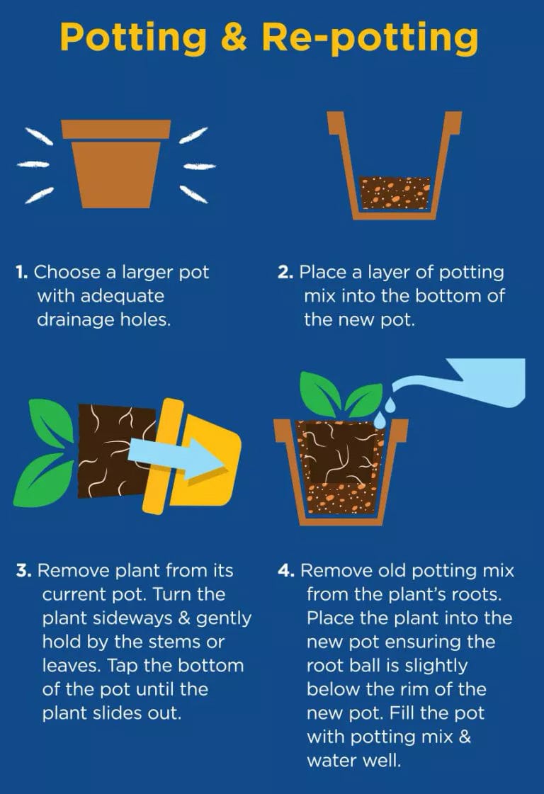 westland houseplant potting mix Westland Houseplant Potting Mix – Trowell Garden Centre