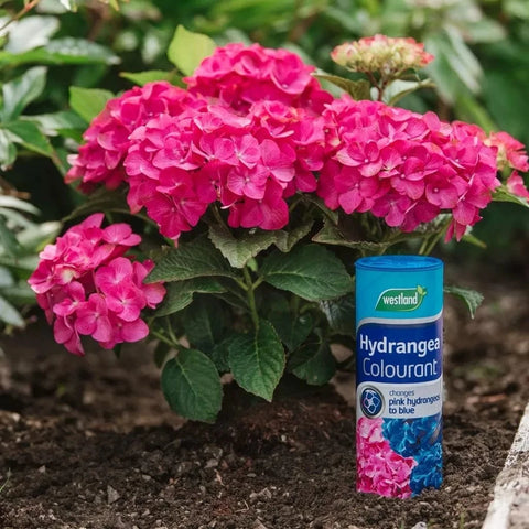 Westland Horticulture Hydrangea Colourant Westland Hydrangea Colourant 500g