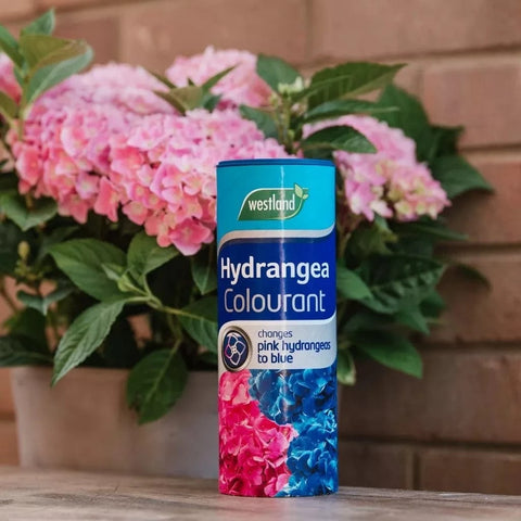 Westland Horticulture Hydrangea Colourant Westland Hydrangea Colourant 500g