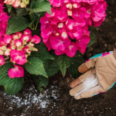 Westland Horticulture Hydrangea Colourant Westland Hydrangea Colourant 500g