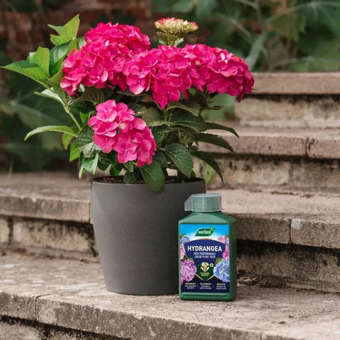 Westland Horticulture Hydrangea Feed Westland Hydrangea High Performance Liquid Plant Food 1L