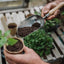Westland Horticulture compost Westland John Innes No.2 Potting-on Compost 28 Litres