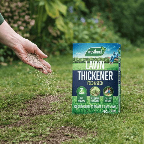 Westland Horticulture Lawn Thickener Westland Lawn Revive 80m2