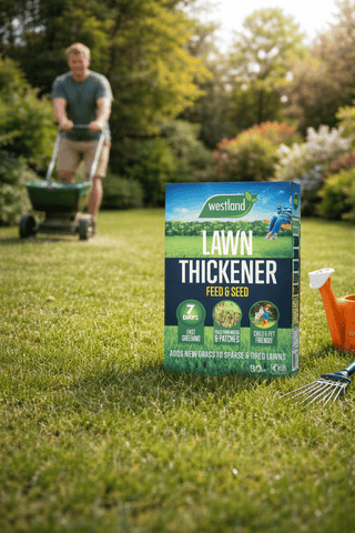 Westland Horticulture Lawn Thickener Westland Lawn Revive 80m2