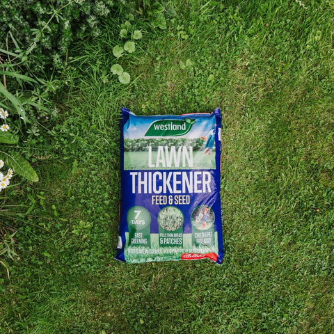 Westland Horticulture Lawn Thickener Westland Lawn Thickener 250m² Bag