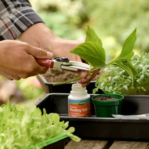 Westland Horticulture Rooting Powder & Gel Westland Organic Rooting Gel 150ml