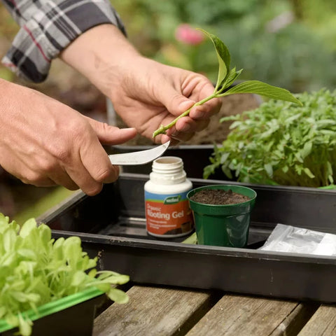 Westland Horticulture Rooting Powder & Gel Westland Organic Rooting Gel 150ml