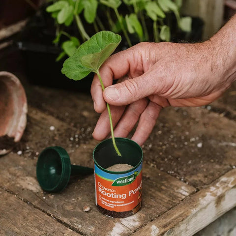 Westland Horticulture Rooting Powder & Gel Westland Organic Rooting Powder 100g