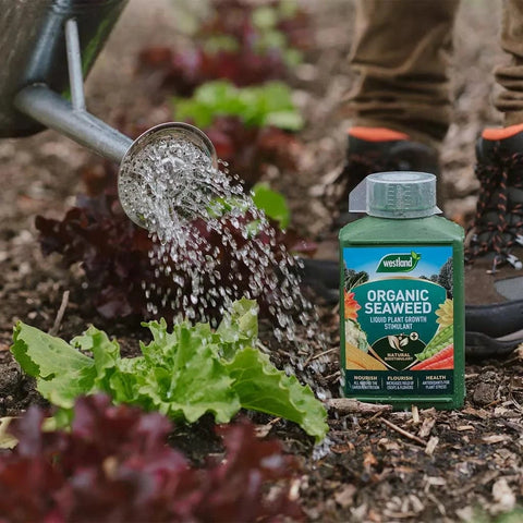 Westland Horticulture Plant Feed Organic Westland Organic Seaweed 1L