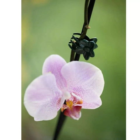 Westland Horticulture Cable Ties Westland Plant and Flower Clips