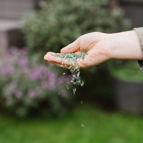 Westland Horticulture Lawn Seed Westland PureGreen Lawn Seed 20m2