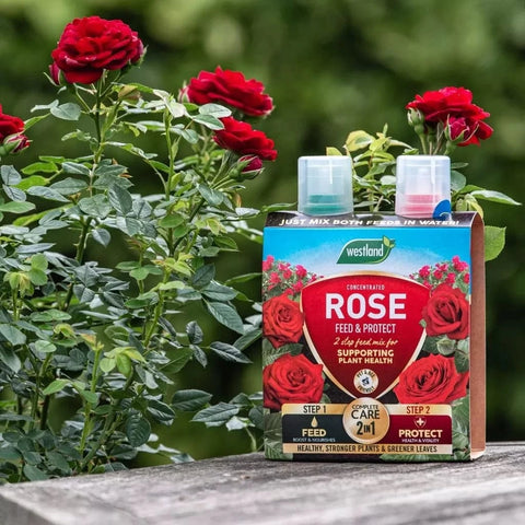 Westland Horticulture Rose Feed Westland Rose 2 in 1 Feed & Protect 2 x 500ml