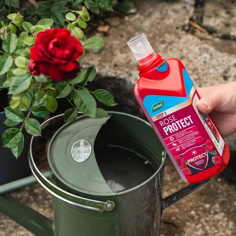Westland Horticulture Rose Feed Westland Rose 2 in 1 Feed & Protect 2 x 500ml
