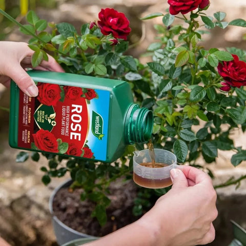 Westland Horticulture Rose Feed Westland Rose High Performance Liquid Plant Food 1 Litre