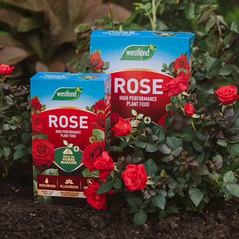 Westland Horticulture Rose Feed Westland Rose High Performance Plant Food 3kg