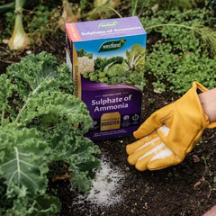 Westland Horticulture Sulphate of Ammonia Westland Sulphate of Ammonia 1.5kg