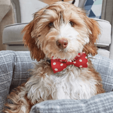 Zoon Pet Accessories Zoon Dog Beau Tie Red Polka 2pc