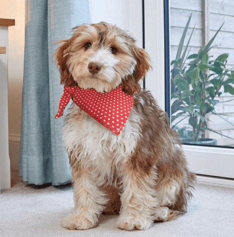 Zoon Pet Accessories Zoon Dog Red Polka Beau Bandana