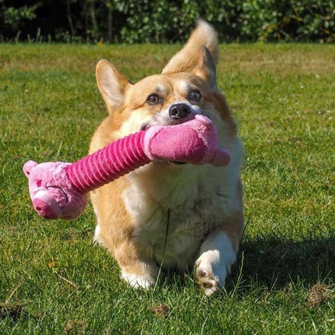 Zoon Dog Toys Zoon Necky Pig Dog Toy