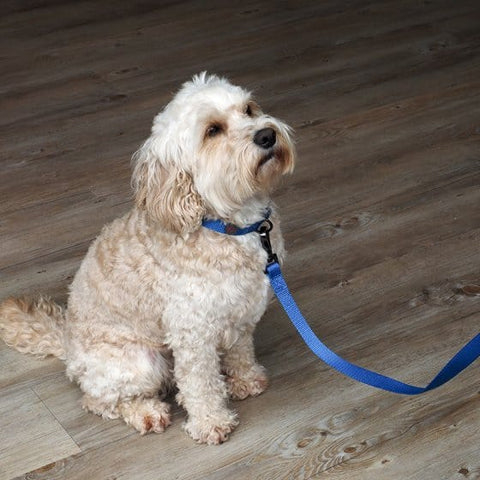 Zoon Dog Collars & Leads Zoon WalkAbout Dog Lead Blue Small