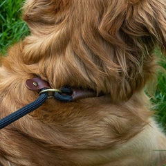 Zoon Dog Collars & Leads Zoon WalkAbout Primo Jet Slip Lead