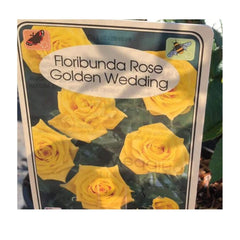 Trowell Garden Centre Roses Golden Wedding Anniversary Roses