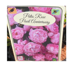 Trowell Garden Centre Roses Pearl Anniversary Anniversary Roses