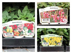 Trowell Garden Centre Garden Bedding Plants Strips Bedding Plant Antirrhinum Single Colours Strip. Our Choice of Colours