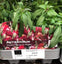 Trowell Garden Centre Garden Bedding Plants Strips Bedding Plant Antirrhinum Single Colours Strip. Our Choice of Colours
