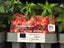 Trowell Garden Centre Garden Bedding Plants Strips Bedding Plant Antirrhinum Single Colours Strip. Our Choice of Colours
