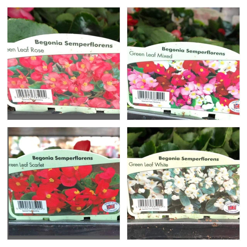 Trowell Garden Centre Garden Bedding Plants Strips Bedding Plant Begonia Semperflorens Green Leaf. Our Choice of Colours
