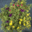 Trowell Garden Centre Garden Plants Bedding Bedding Plant Calibrachoa Trio (Million Bells) Pot