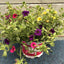 Trowell Garden Centre Garden Plants Bedding Bedding Plant Calibrachoa Trio (Million Bells) Pot