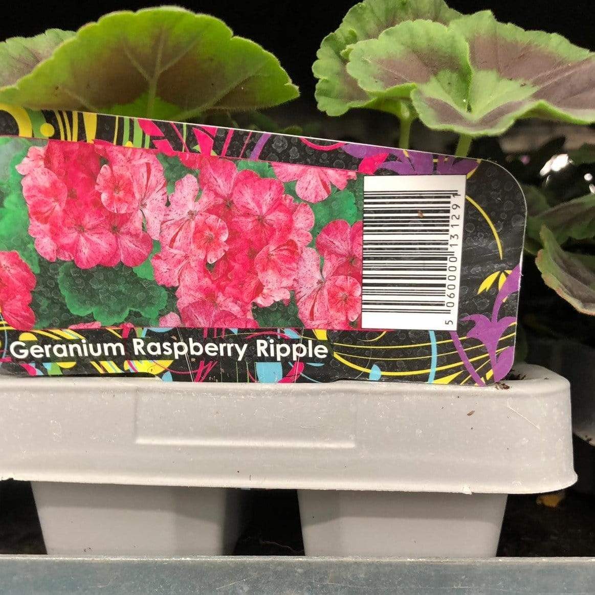 Trowell Garden Centre Garden Bedding Plants Strips Bedding Plant Geranium Raspberry Ripple